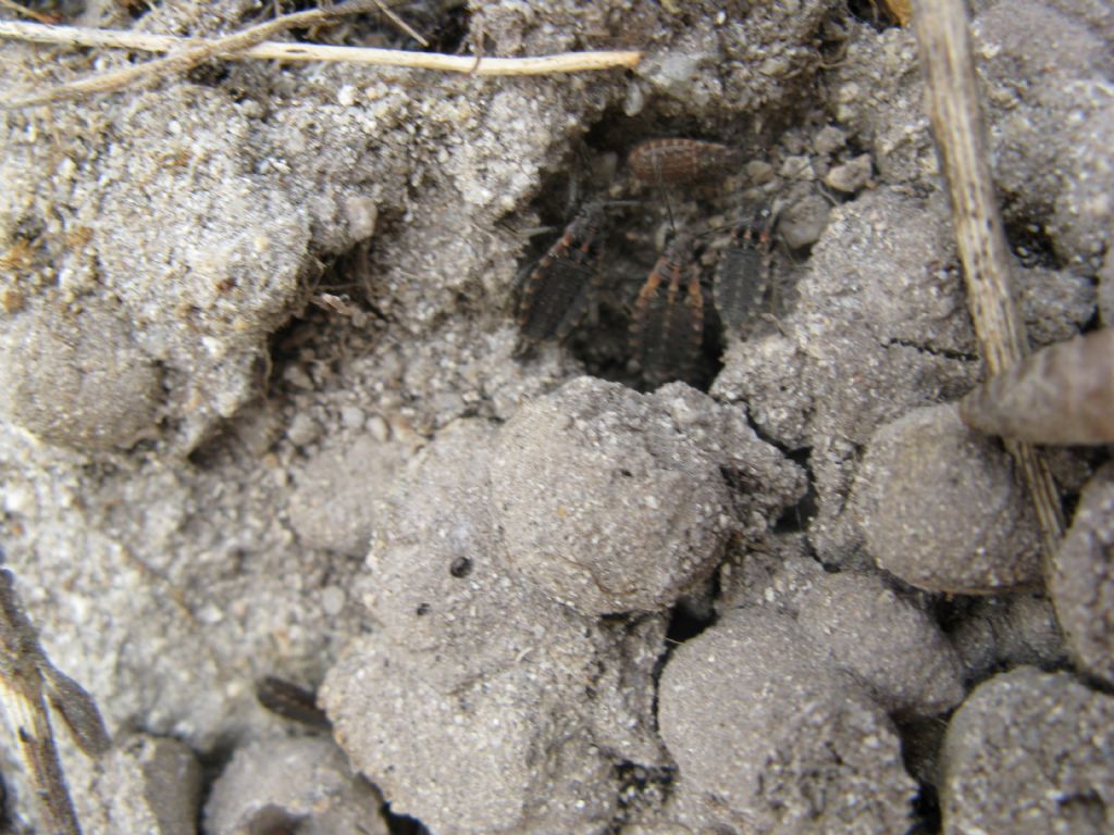 Lygaeidae: Apterola kuenckeli kuenckeli dalla Puglia